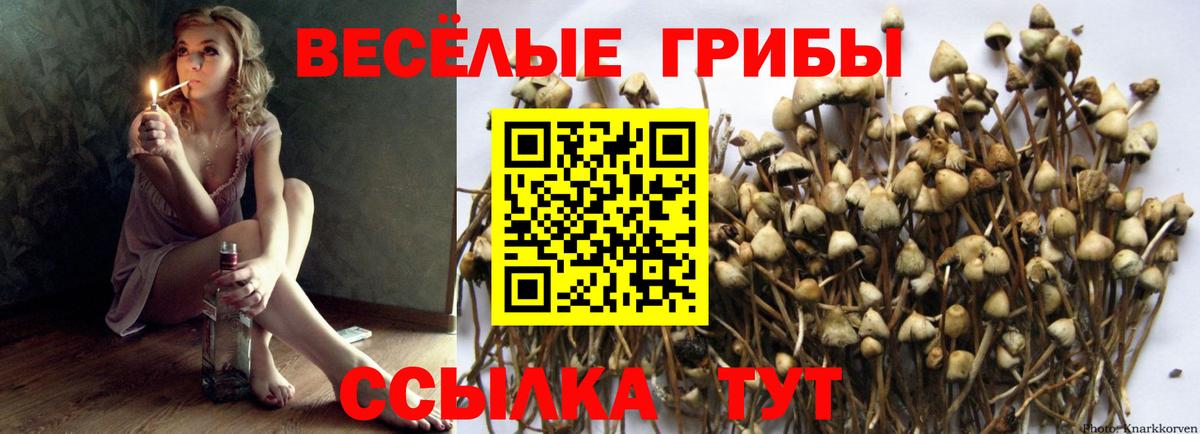 Псилоцибиновые грибы Psilocybe Нижнеудинск